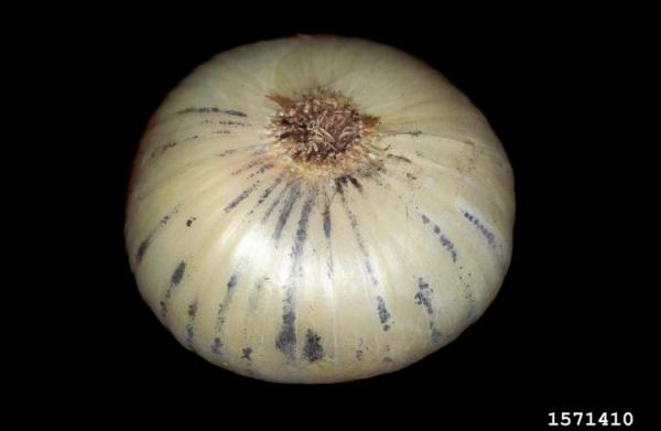 Schwarzschimmel-Aspergillus niger var. niger