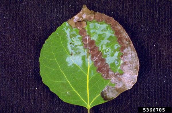 :-Ciborinia whetzelii