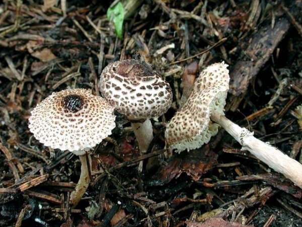 Schwarzschuppiger Schirmling-Lepiota felina