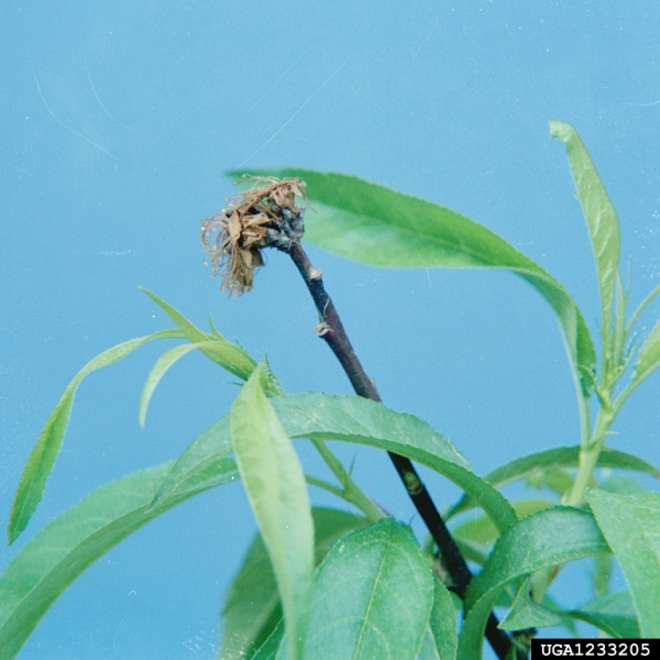 Kreisschimmel-Fruchtbecherchen-Monilinia fructigena
