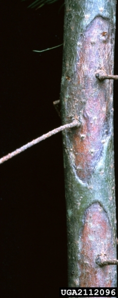 Rindenschildkrankheit-Phacidium coniferarum