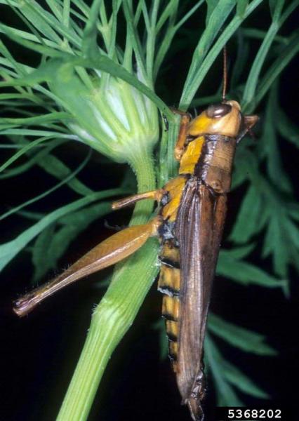 :-Entomophaga grylli