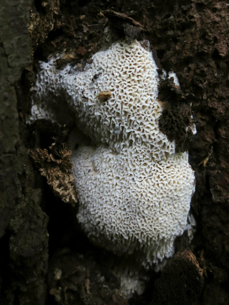 Rinden-Steifporling-Oxyporus corticola