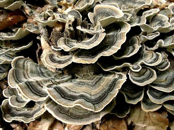 Schmetterlings-Tramete-Trametes versicolor