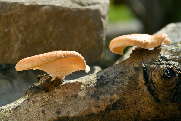 :-Polyporus alveolaris