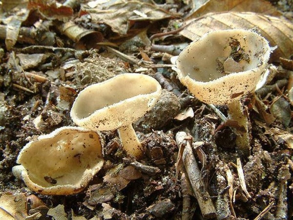 Grauer Langfüssler-Helvella macropus