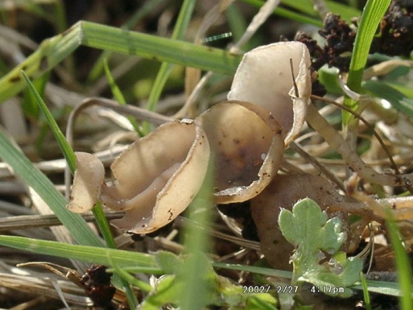 Kätzchen-Becherling-Ciboria amentacea