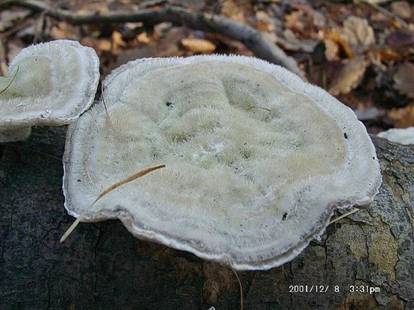 Striegelige Tramete-Trametes hirsuta