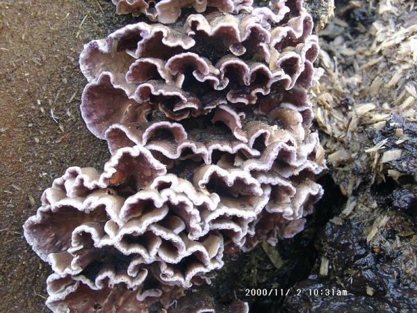 Violetter Knorpelschichtpilz-Chondrostereum purpureum