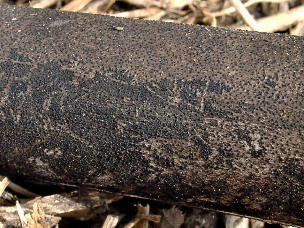 Ahorn-Kohlenkrustenpilz-Eutypa maura