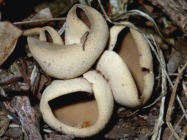 Eingeschnittener Oehrling-Otidea alutacea