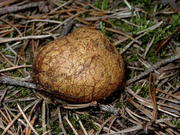 Gelbliche Wurzeltrüffel-Rhizopogon obtextus