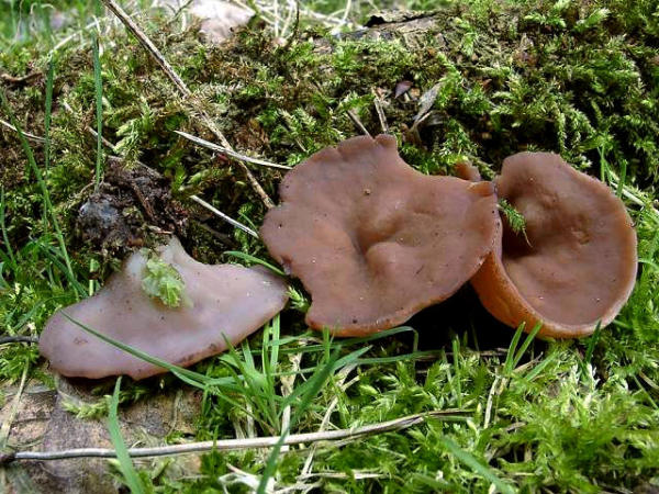 Grösster Scheibling-Discina perlata
