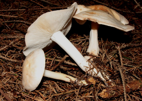 Gefleckter Rosasporrübling-Rhodocollybia maculata var. maculata