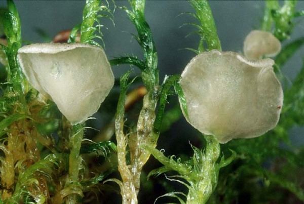 Netziger Adermoosling-Arrhenia retiruga