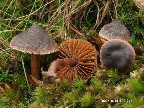 Purpurschwarzer Wasserkopf-Cortinarius anthracinus