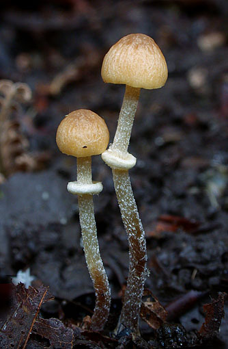 Zweisporiger Glockenschüppling-Conocybe teneroides