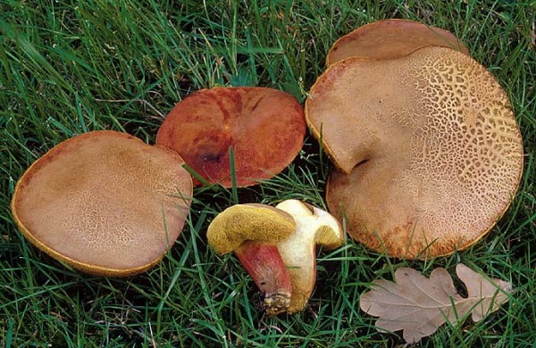 Aprikosenfarbiger Röhrling-Boletus armeniacus