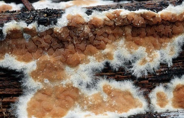 Wilder Hausschwamm-Serpula himantioides