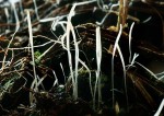 Pestwurz-Fadenkeulchen-Typhula sclerotioides