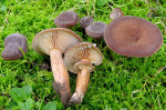 Glatter Zwergmilchling-Lactarius serifluus