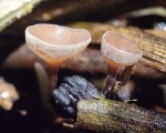 Simsen-Sklerotienbecherchen-Myriosclerotinia scirpicola