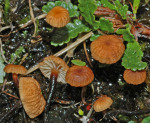 Silberwurzschwindling-Mycetinis epidryas