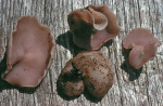 : Becherling-Peziza emileia
