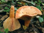 Lachsreizker-Lactarius salmonicolor