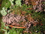 ? St�ubchen-Stemonitis fusca