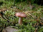 Rotbrauner Milchling-Lactarius rufus