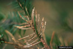 :-Lirula macrospora