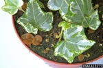 Schwarzer Becherling-Peziza ostracoderma