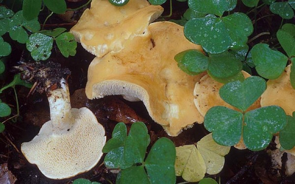 Rotbrauner Semmelstoppelpilz-Hydnum rufescens