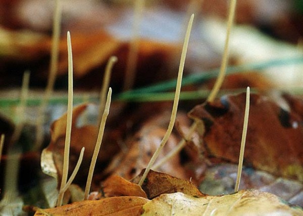 Binsen-Röhrenkeule-Macrotyphula juncea