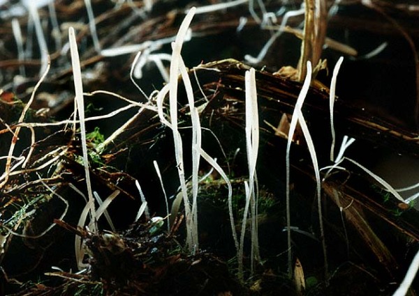 Pestwurz-Fadenkeulchen-Typhula sclerotioides