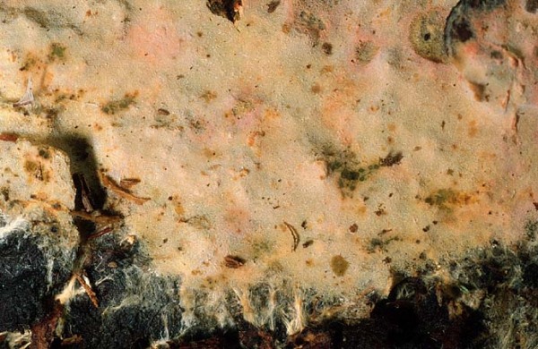 : Byssocorticium-Byssocorticium lutescens