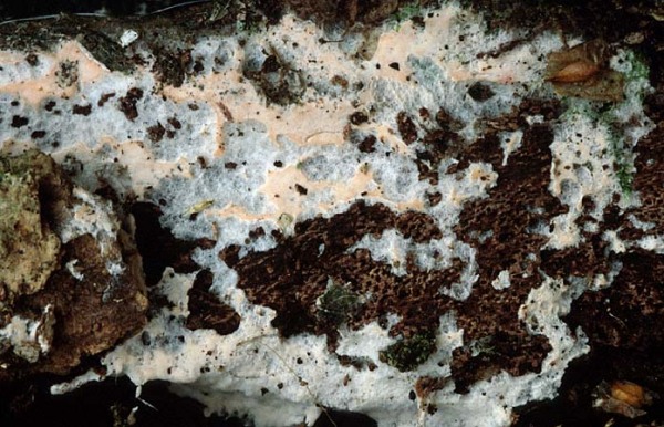Leuchtender Rosarindenpilz-Erythricium laetum
