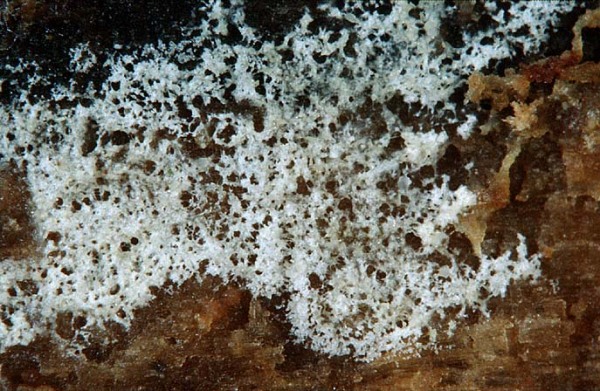 : Gelbsporrindenpilz-Jaapia argillacea