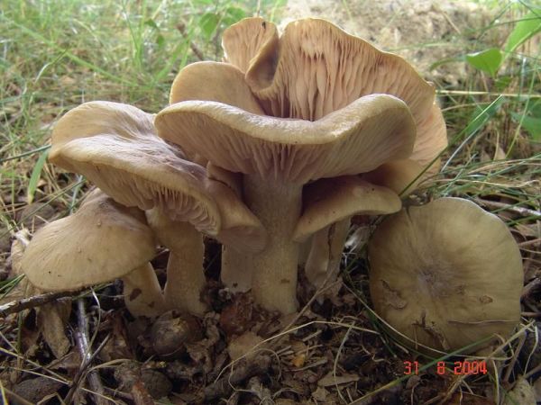 Weissstieliger Rötling-Entoloma lividoalbum