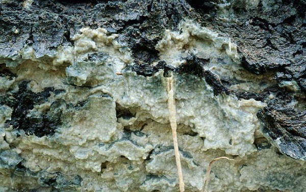 Grosser Zystidenrindenpilz-Phlebiopsis gigantea