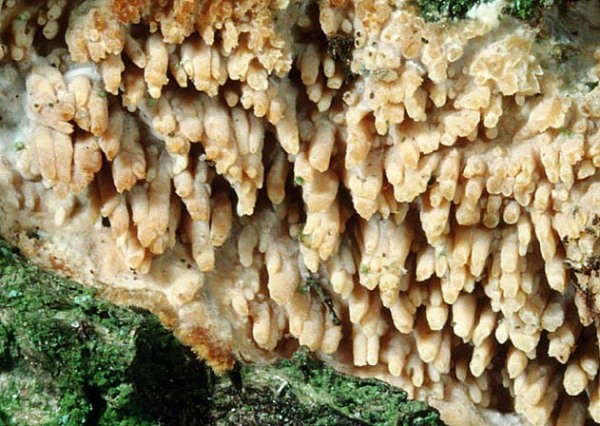 Laubbaumreibeisenpilz-Cerocorticium molare