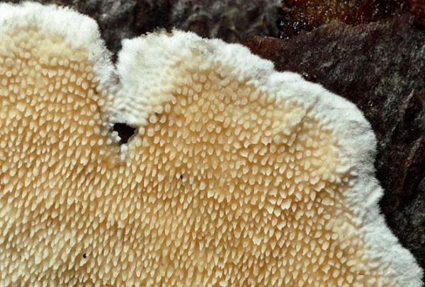 Ockerrötlicher Resupinatstacheling-Steccherinum ochraceum