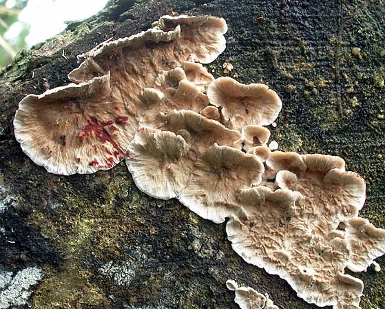 Blutender Nadelholz-Schichtpilz-Stereum sanguinolentum