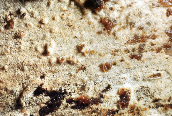 : Hornbasidie-Thanatephorus orchidicola