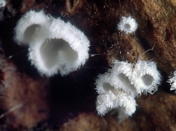 Kleinstes Geißelhaarbecherchen-Flagelloscypha minutissima