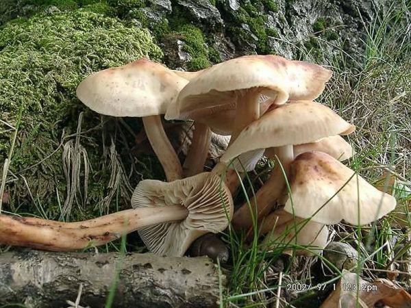 Spindeliger Blasssporrübling-Gymnopus fusipes