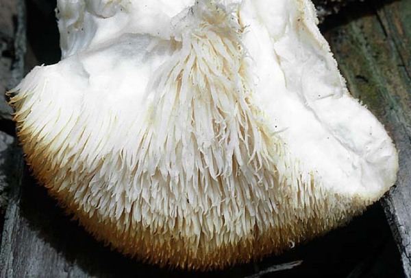 : Stachelbart-Hericium cirrhatum