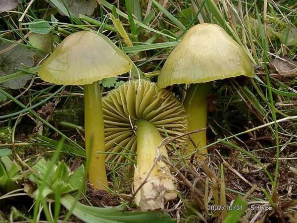 Papageigrüner Saftling-Hygrocybe psittacina