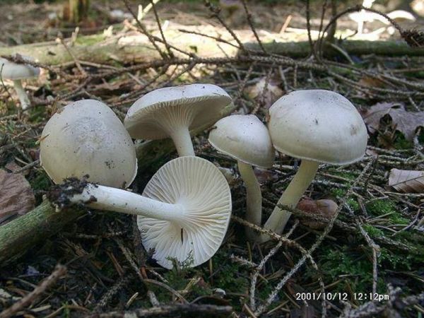 Duftender Schneckling-Hygrophorus agathosmus